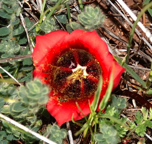 Romulea sabulosa