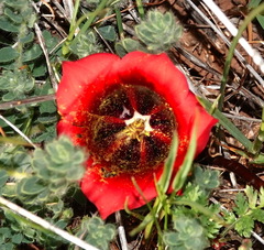 Romulea sabulosa