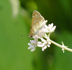 Atalopedes campestris