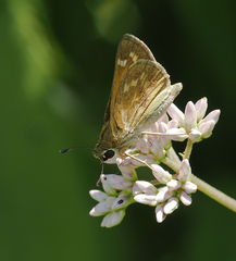 Atalopedes campestris