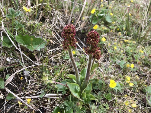 Image of Micranthes hieraciifolia by (c) Jason Grant, some rights reserved (CC BY)