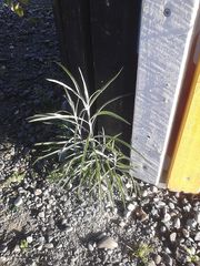Senecio quadridentatus