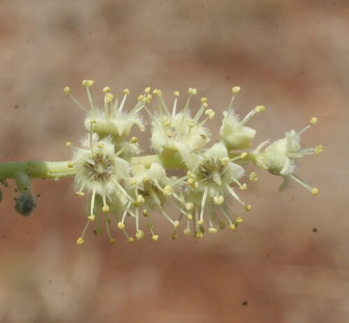 Terminalia volucris observed 2009-11-23