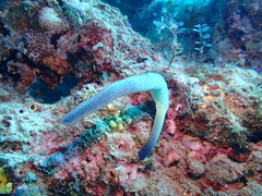 Purple Ascidian photo 4
