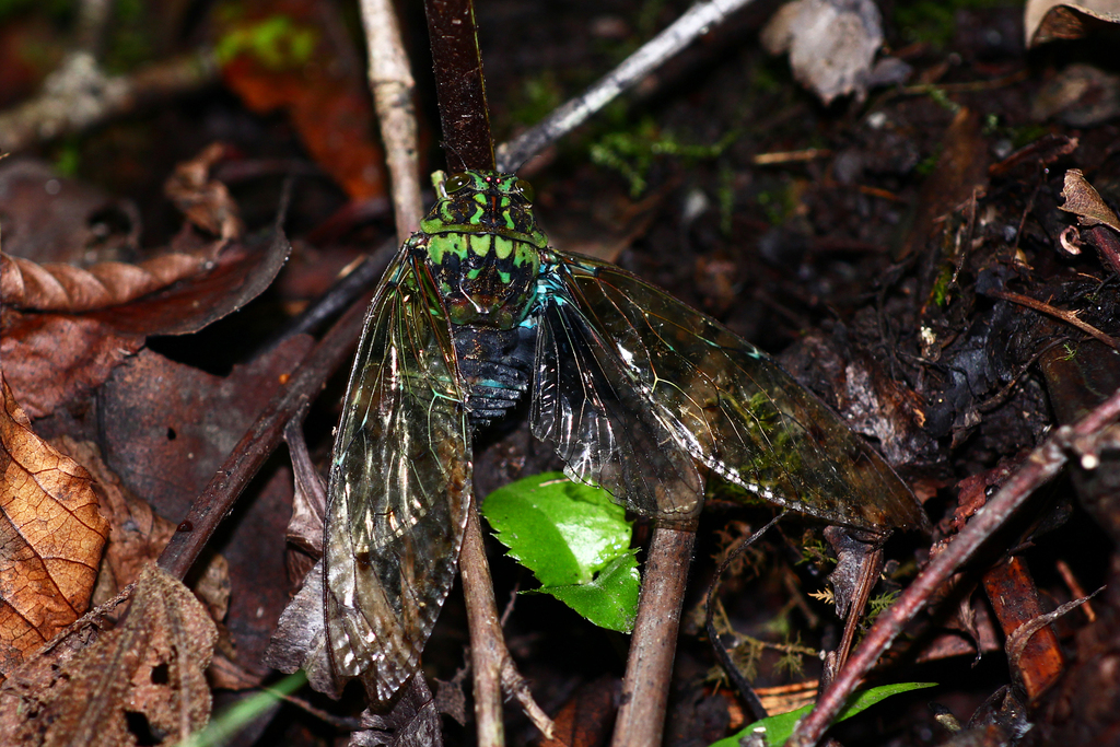 Hyalessa wangi