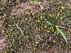 Ranunculus hyperboreus