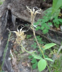 Aquilegia chrysantha