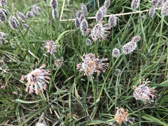 Alopecurus magellanicus