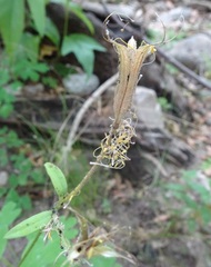 Aquilegia chrysantha