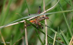Amblytropidia australis