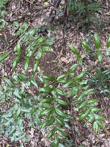 Image of Penta Ash (Pentaceras australe) by no rights reserved