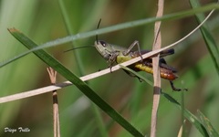 Amblytropidia australis