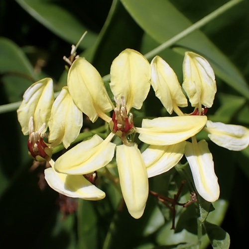 Tristellateia australasiae observed 2024-10-13