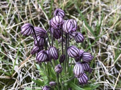 Silene uralensis