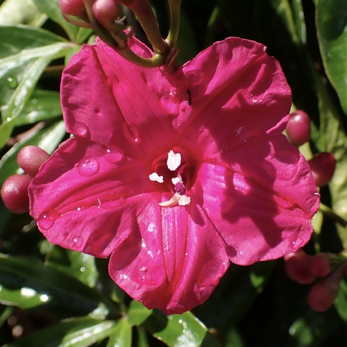 Lady Doorly's Morning-Glory (Ipomoea horsfalliae)