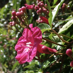 Ipomoea horsfalliae, photograph (c) Thomas Irvine, some rights reserved (CC BY)