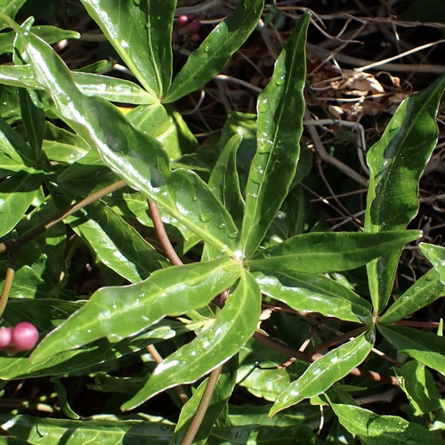 Ipomoea horsfalliae, photograph 2