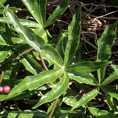Ipomoea horsfalliae, photograph (c) Thomas Irvine, some rights reserved (CC BY)