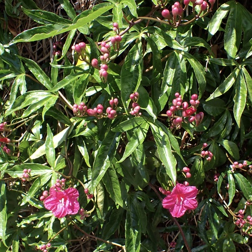 Image of Ipomoea horsfalliae by (c) Thomas Irvine, some rights reserved (CC BY)