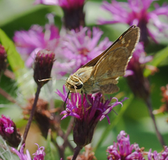 Atalopedes campestris