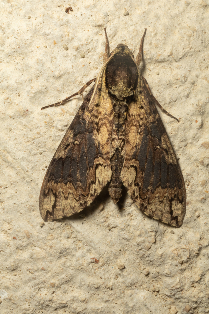 Manduca wellingi