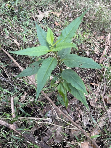 Image of Corchorus cunninghamii by no rights reserved