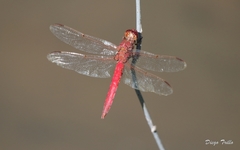 Orthemis nodiplaga