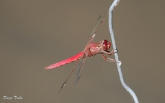 Orthemis nodiplaga