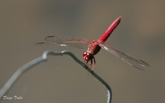 Orthemis nodiplaga