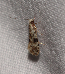 Nemapogon auropulvella