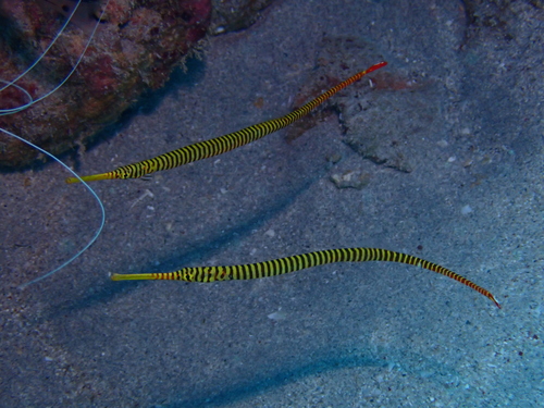 Yellowbanded pipefish (Dunckerocampus pessuliferus) — Syngnathidae