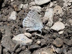 Cupido amyntula
