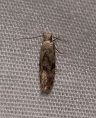 Nemapogon auropulvella