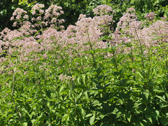 Eutrochium fistulosum