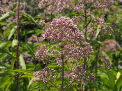 Eutrochium fistulosum