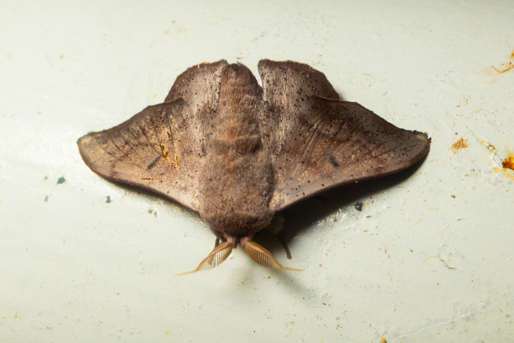 Lacosoma morgani