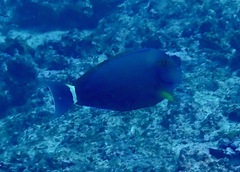 Acanthurus grammoptilus