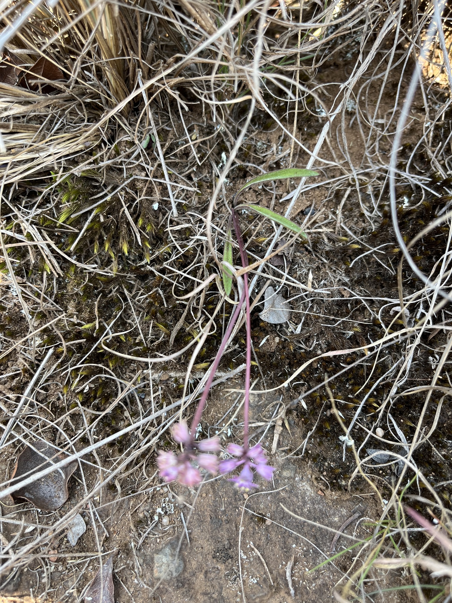 Mac-Mac African Hyacinth (Ledebouria rupestris)