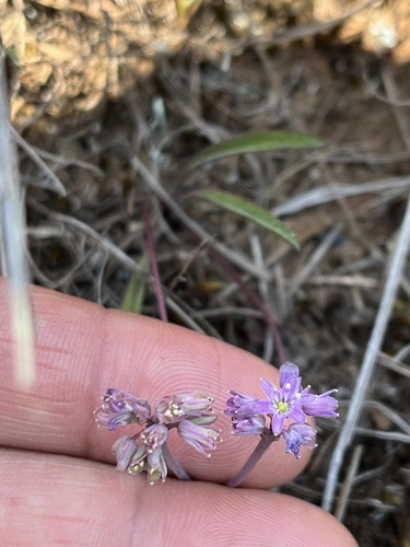 Image of Ledebouria rupestris by (c) katuchka, some rights reserved (CC BY)