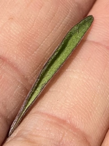 Ledebouria rupestris