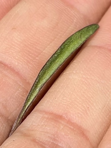 Ledebouria rupestris