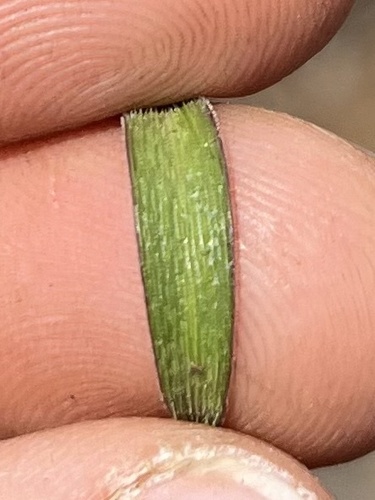 Ledebouria rupestris