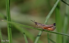 Amblytropidia australis