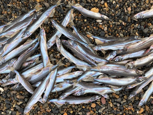 Pacific Capelin
