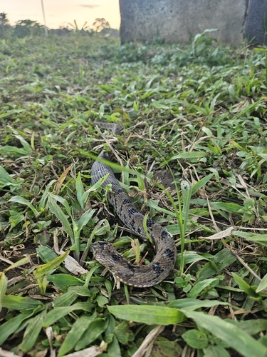 Spotted Night Adder