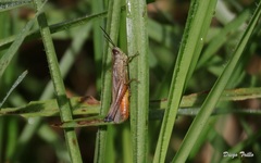 Amblytropidia australis