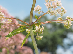 Eutrochium fistulosum
