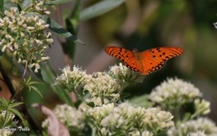 Dione vanillae maculosa