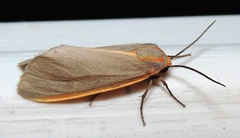 Pygarctia abdominalis