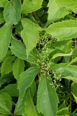 Parthenocissus quinquefolia